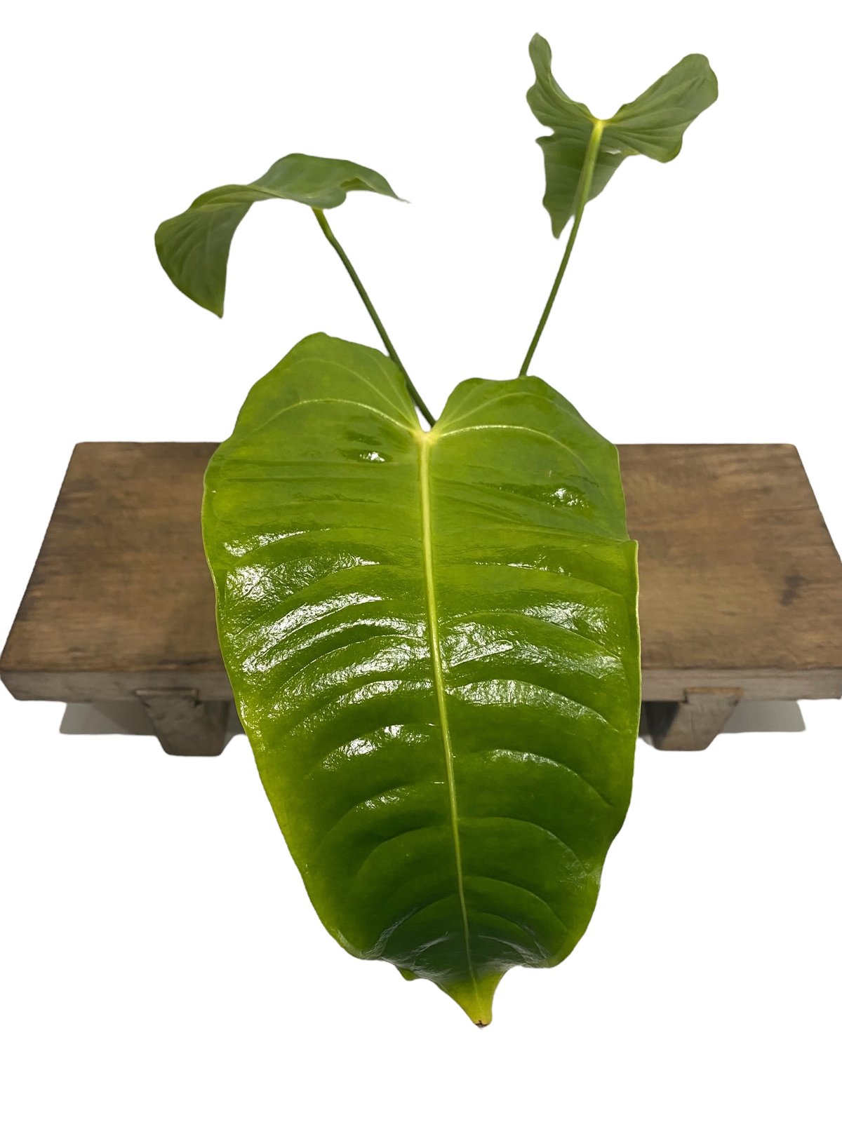 アンスリウム ベイチー 「Anthurium veitchii」30N | SHOUCHIKUEN