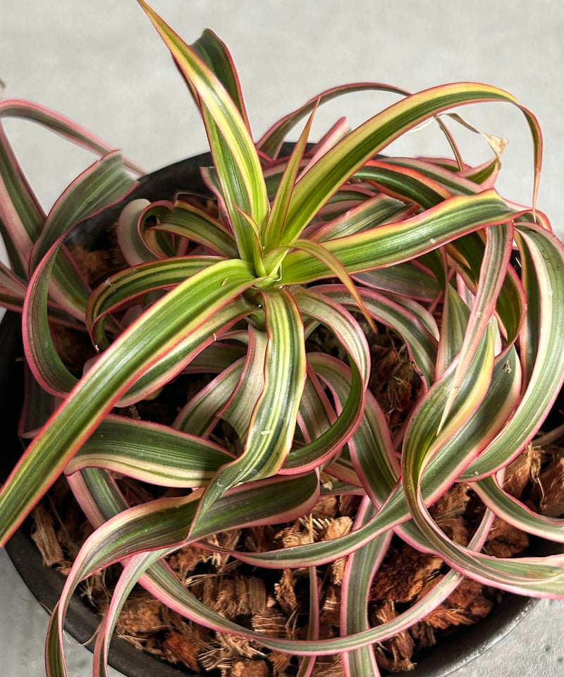 ドラセナ キュンティ+ object by 1218 「Dracaena concinne K