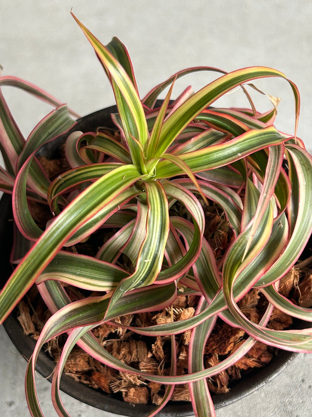 ドラセナ キュンティ+ object by 1218 「Dracaena concinne K