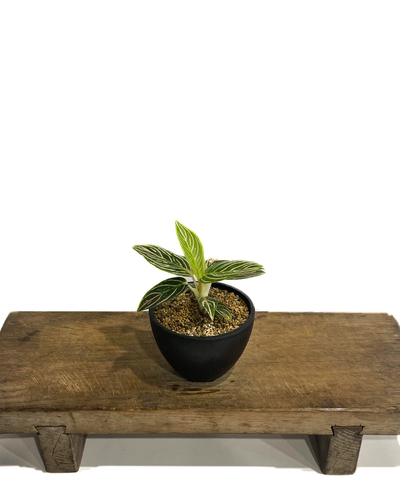 アグラオネマ ゴールデンホープ「Aglaonema Golden Hope」17G-1 | S