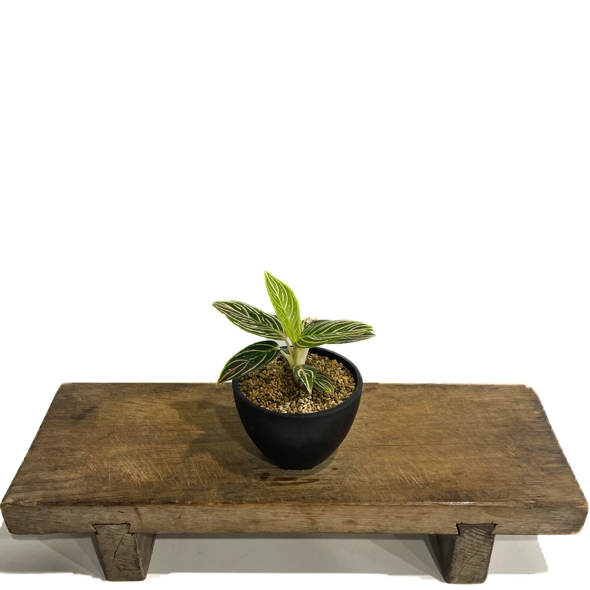 アグラオネマ ゴールデンホープ「Aglaonema Golden Hope」17G-1 | S