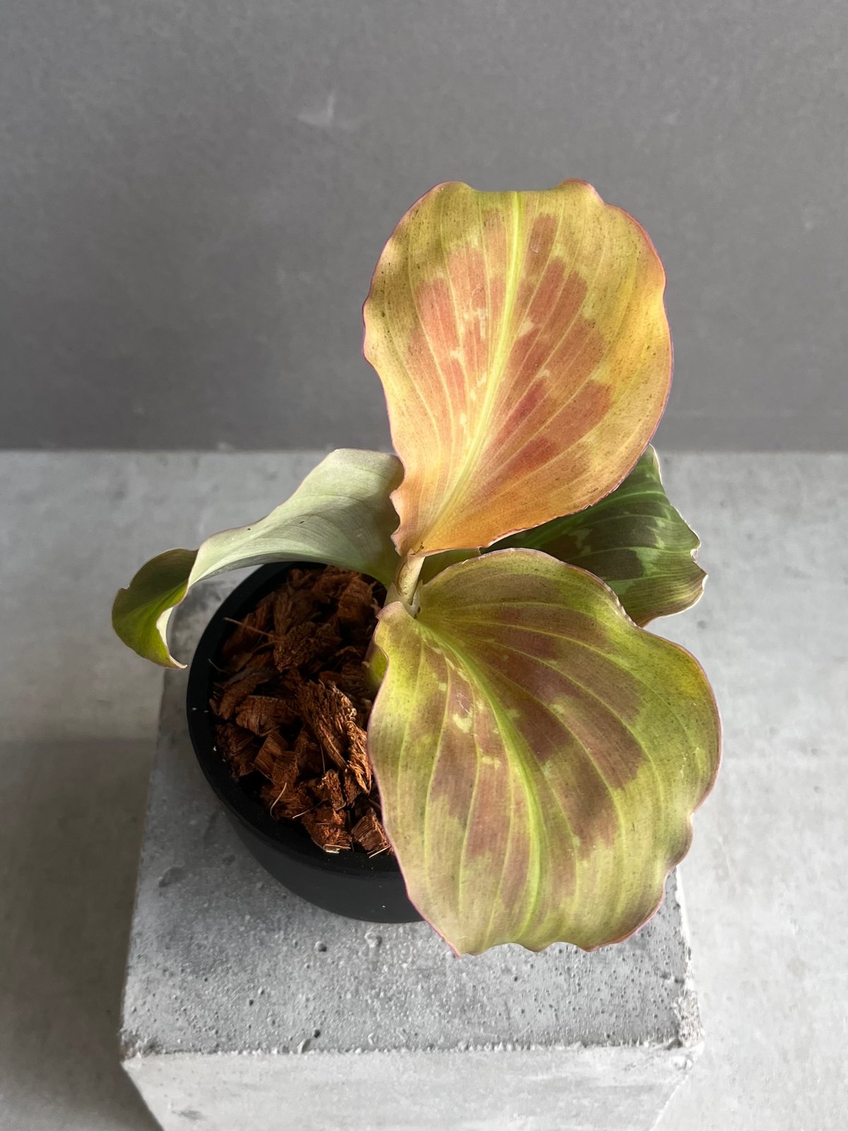 ケンフェリア プルクラ ピンク 斑入 「Kaempferia pulchra Pink Var