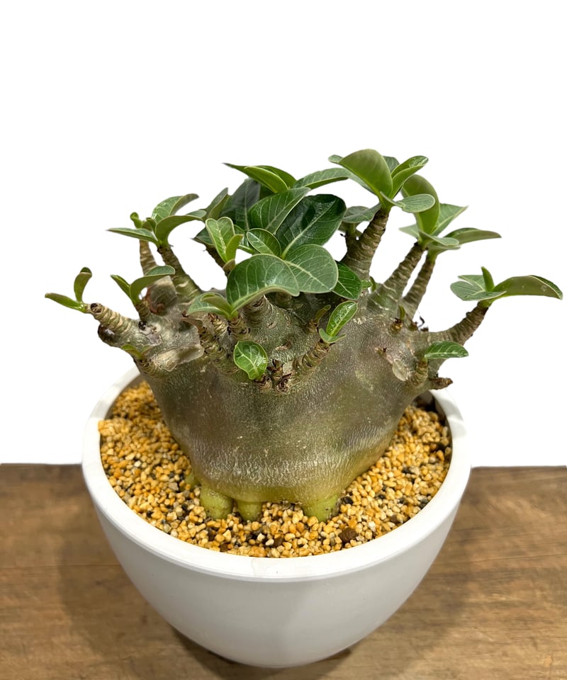 アデニウム アラビカム スーパー ドワーフ タイプ 「Adenium arabicum