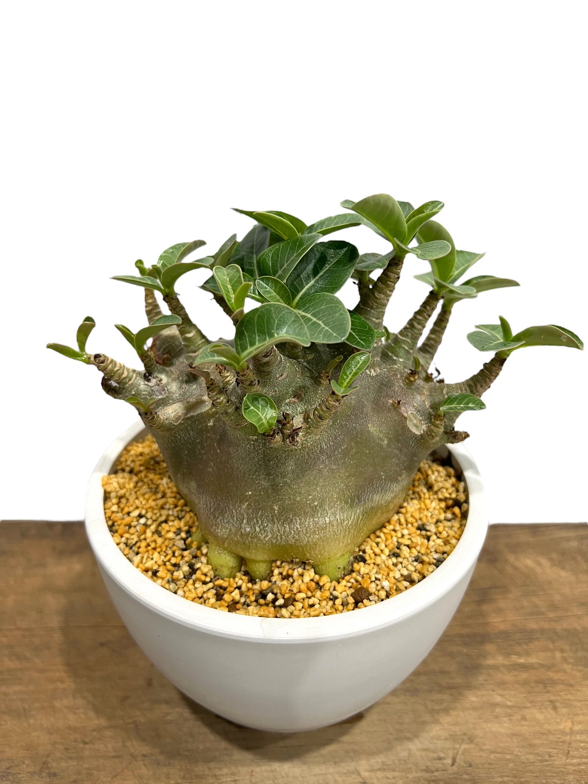 アデニウム アラビカム スーパー ドワーフ タイプ 「Adenium arabicum