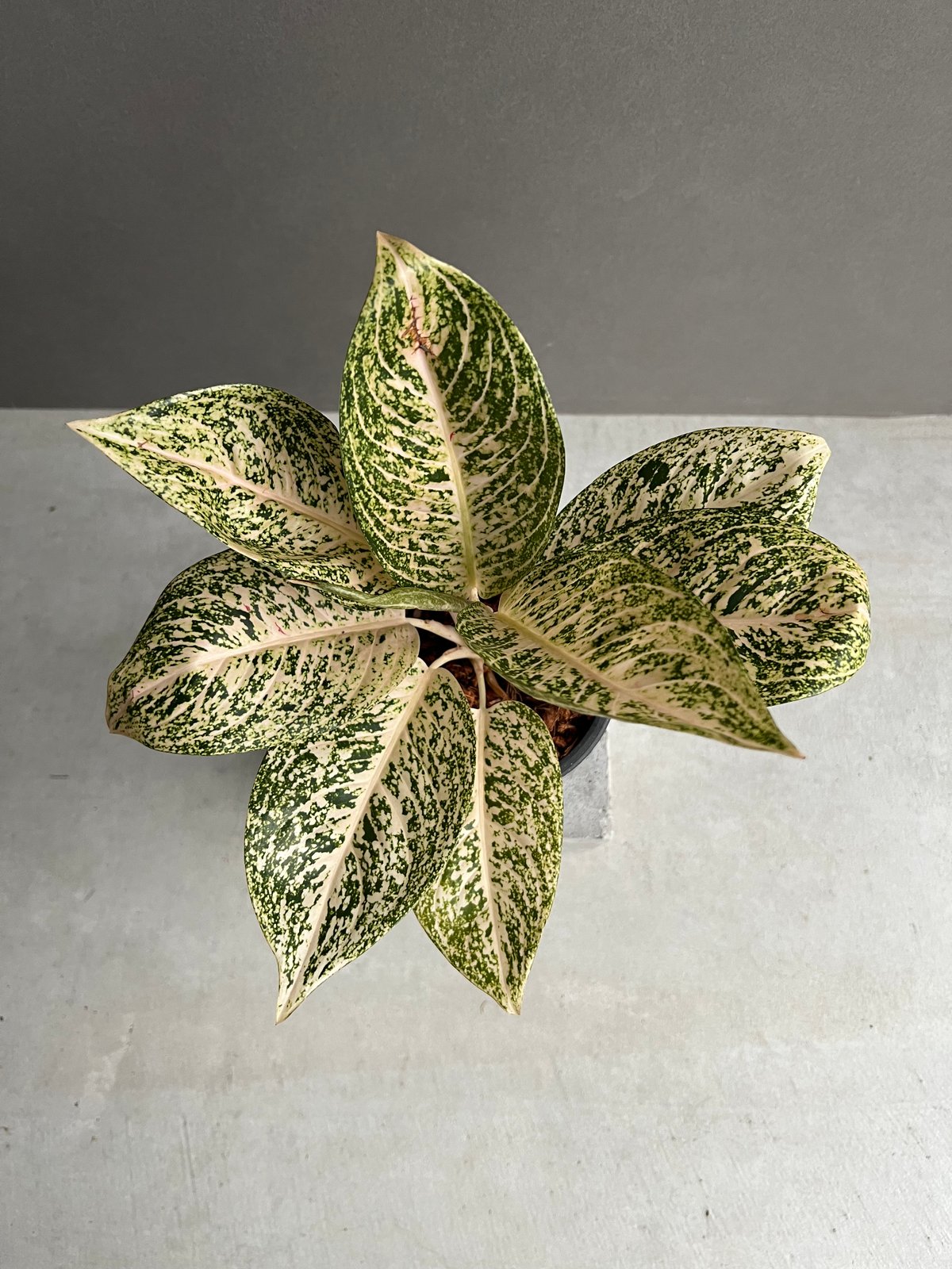 アグラオネマ ホワイト ティアラ 「Aglaonema White Tiara」61X | S