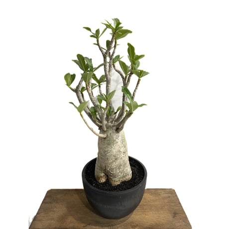 アデニウム アラビカム バオバブスタイル「Adenium arabicum ‘Baobab Style’」44F-4