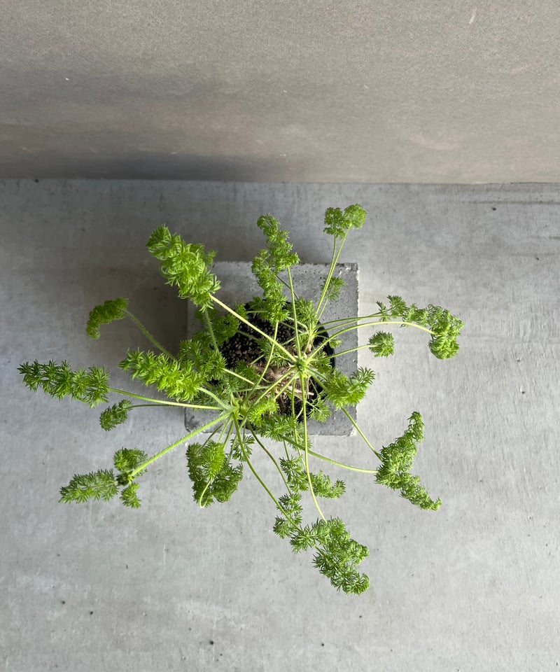 ペラルゴニウム ヒルツム「Pelargonium hirtum」64N | SHOUCHIKUEN
