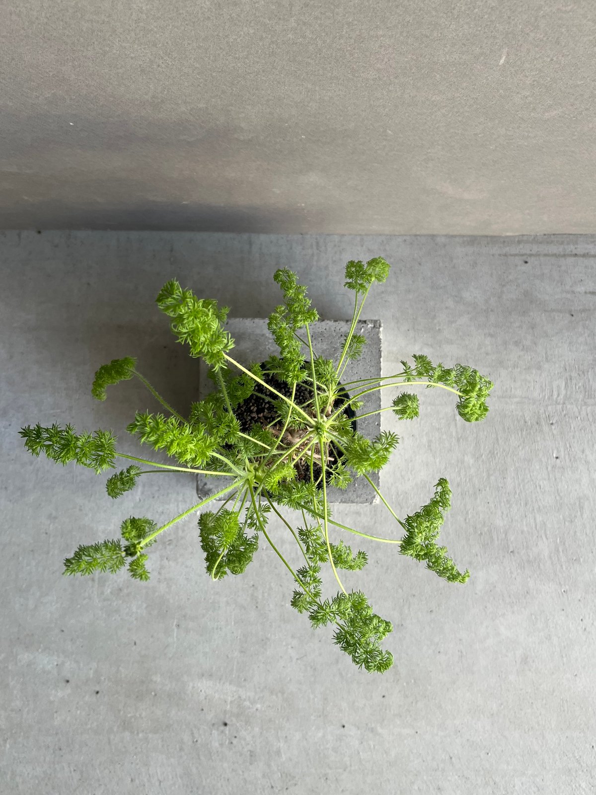 ペラルゴニウム ヒルツム「Pelargonium hirtum」64N | SHOUCHIKUEN