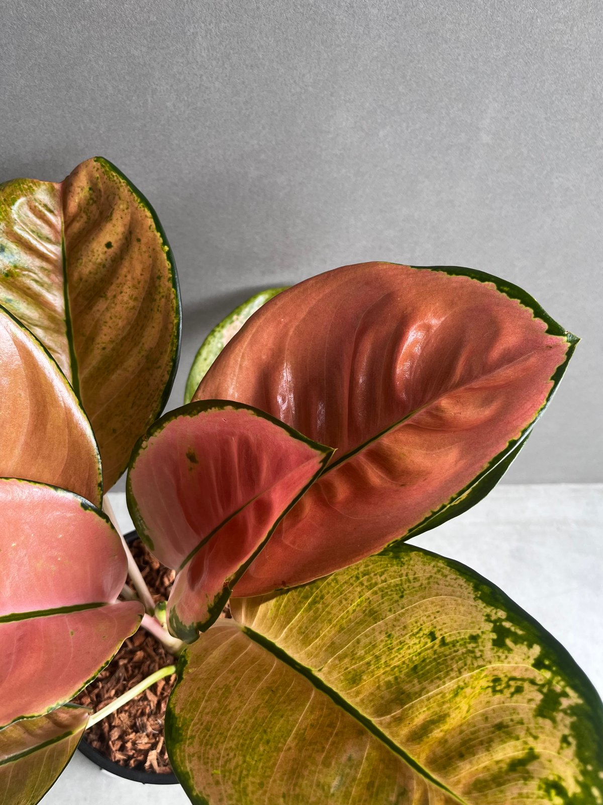 アグラオネマ スターバックス「Aglaonema Starbucks」56A