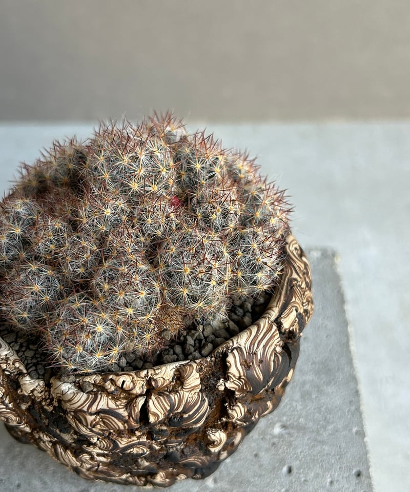 マミラリア 松霞+ plantsmonsters pot 「Mammillaria multi