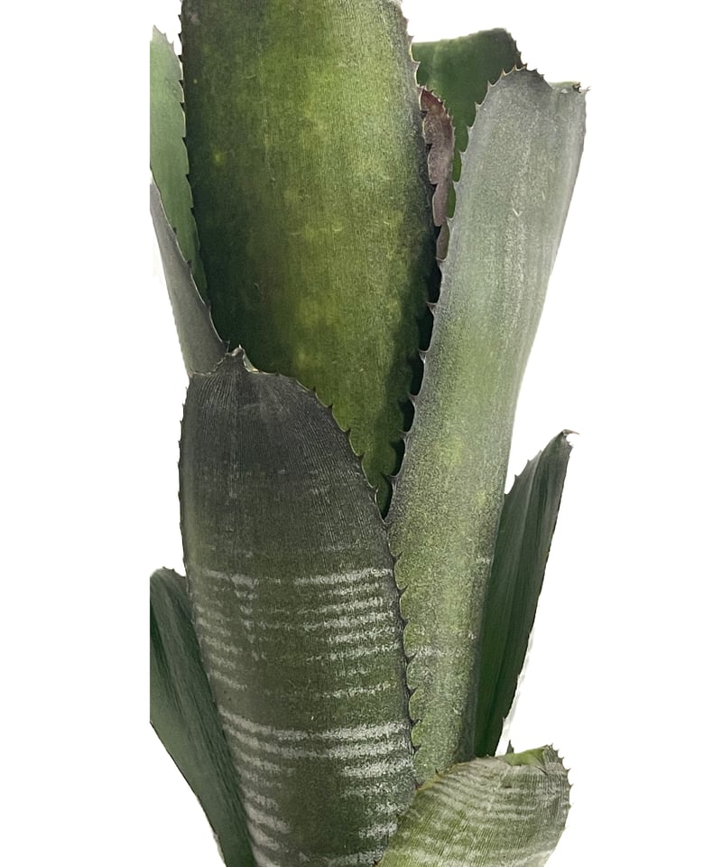 ビルベルギア ダースベイダー「Billbergia 'Darth vader'」65G-3 ビルベルギア ダースベイダー「Billbergia 'Darth vader'」65G-3