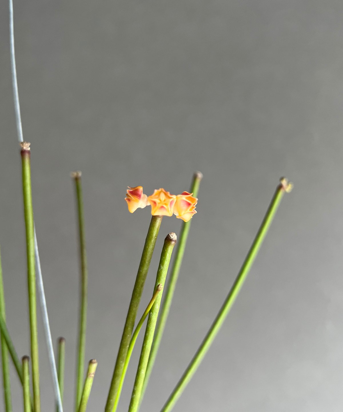 ホヤ スパルティオイデス ビック フラワー 「Hoya spartioides Big Flo