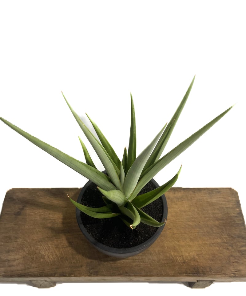 サンセベリア　チャニン　子株付き サンスベリア 3号 チャニン Chanin（子株）生産鉢仕様｜観葉02