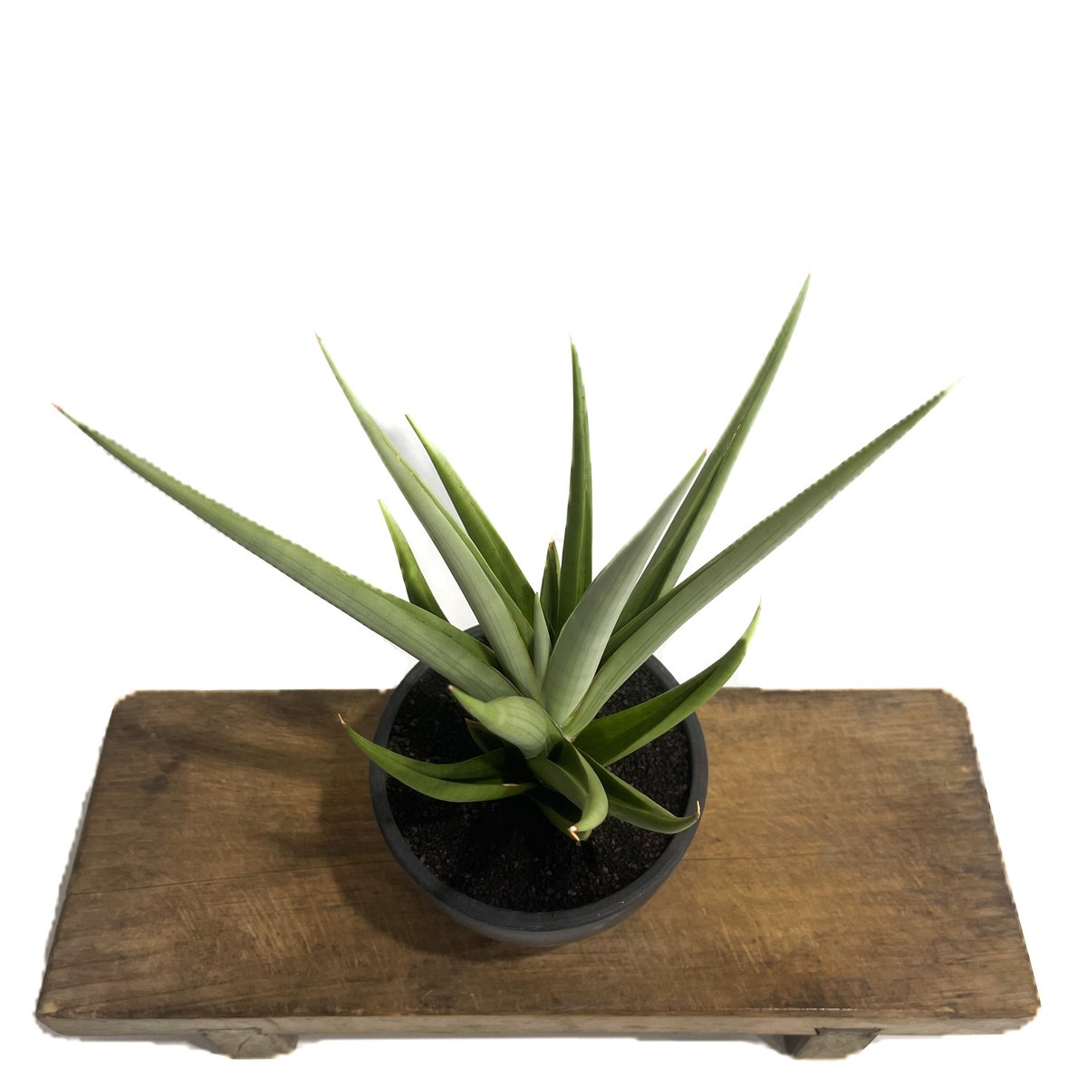 サンセベリア チャニン「Sansevieria Chanin(by Unyamanee Gar サンセベリア チャニン「Sansevieria Chanin(by Unyamanee Gar
