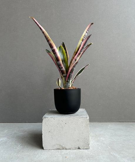 CATEGORY Plants | SHOUCHIKUEN