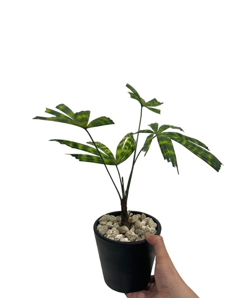 リクアラ マッタネンシス マプ 「Licuala mattanensis 'Mapu