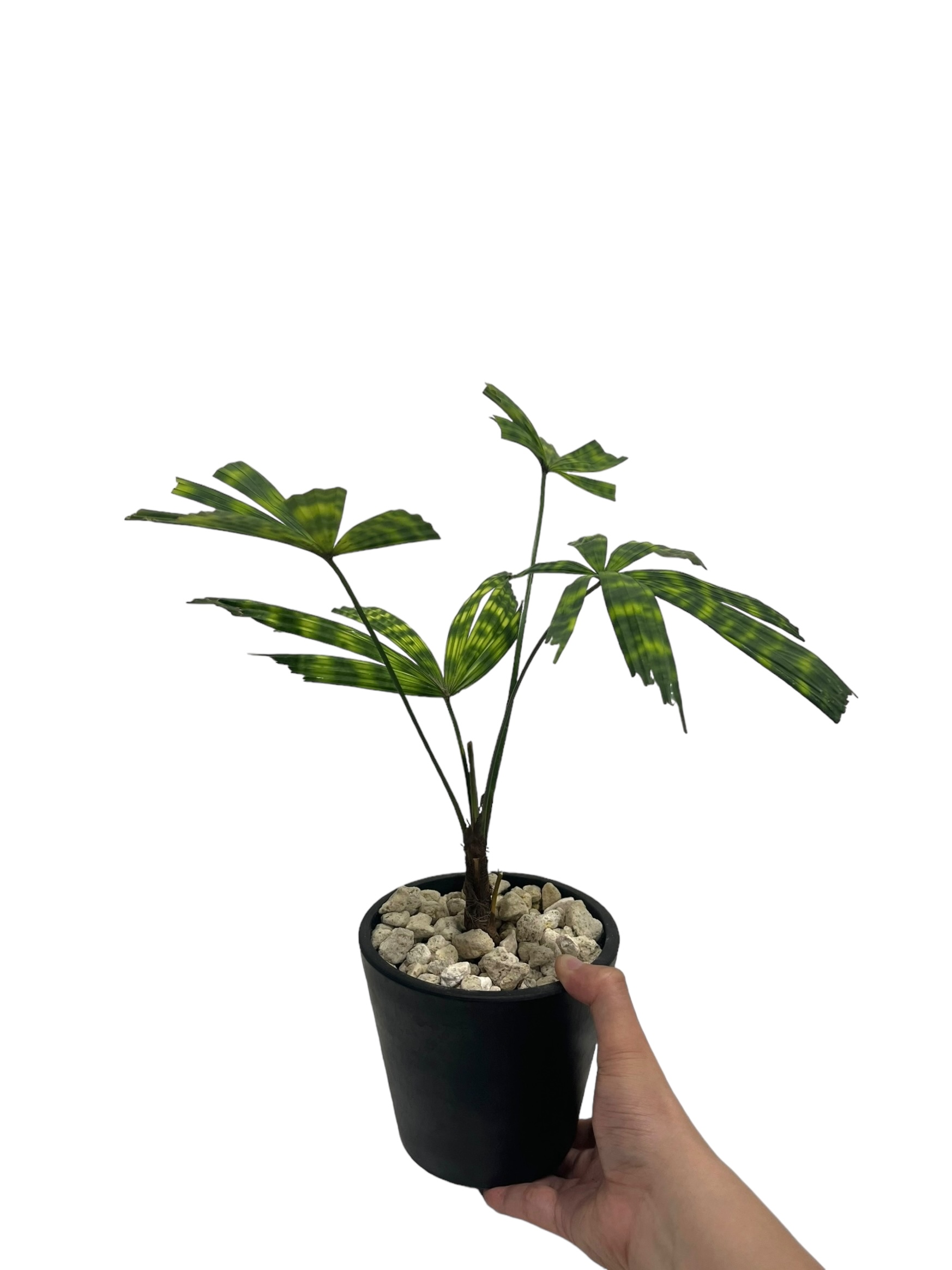 リクアラ マッタネンシス マプ 「Licuala mattanensis 'Mapu' 」85