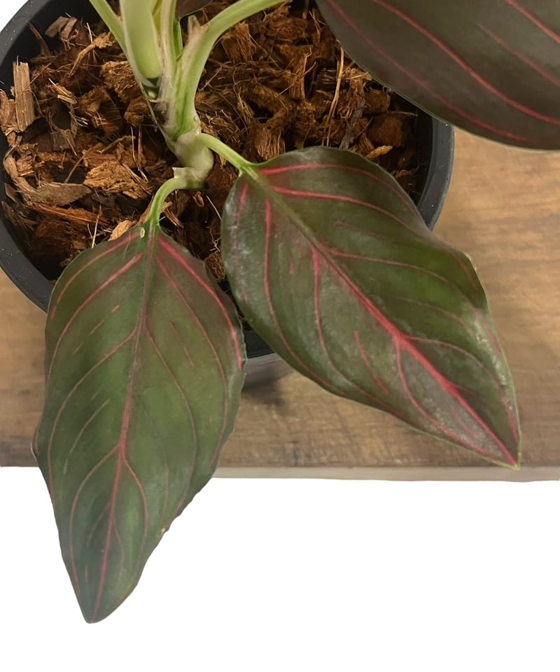 アグラオネマ レッド ベイン 「Aglaonema Red Vein」36U | SHOUCH