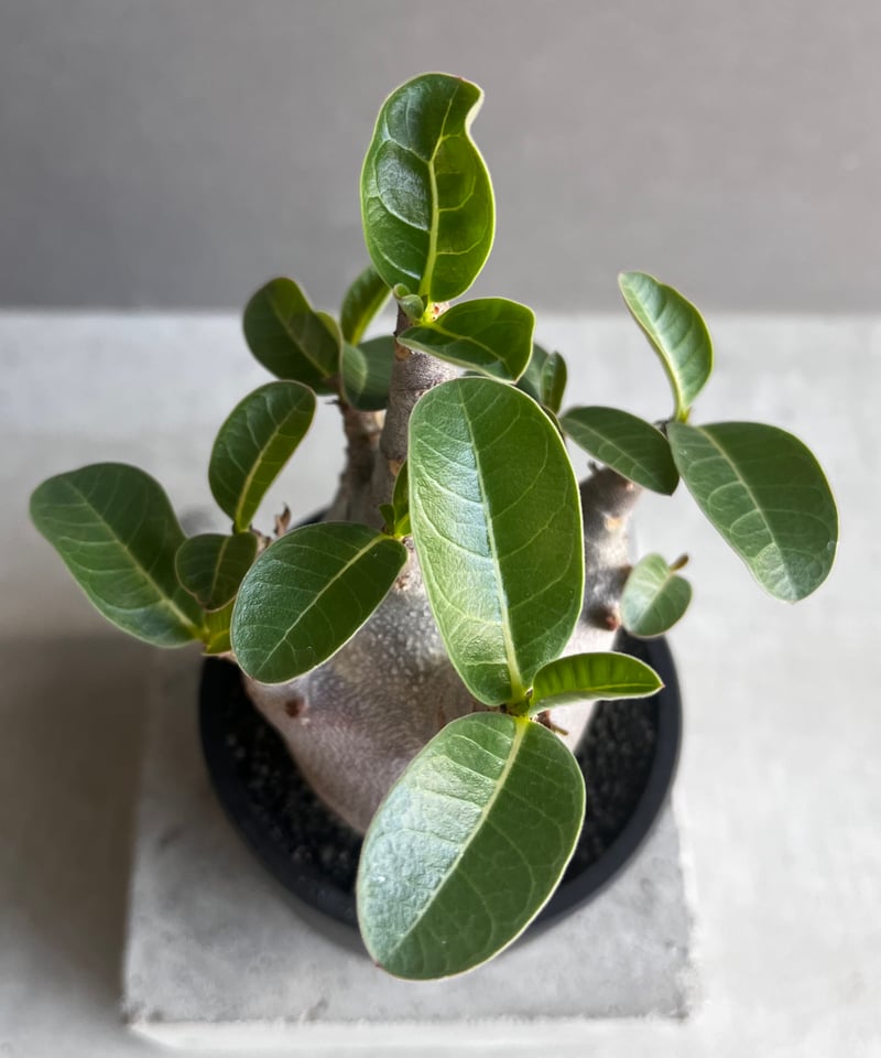 アデニウム アラビカム スーパー ドワーフ “ブラック” 「Adenium