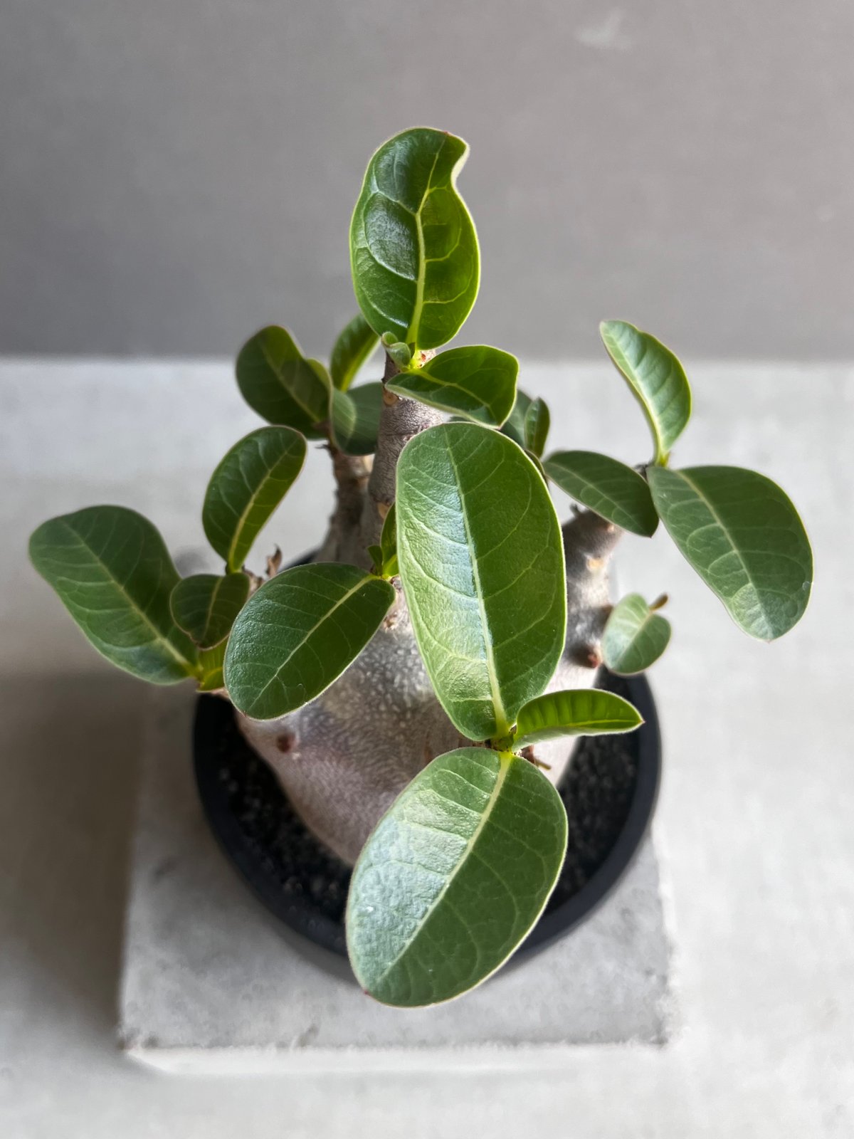 アデニウム アラビカム スーパー ドワーフ “ブラック” 「Adenium