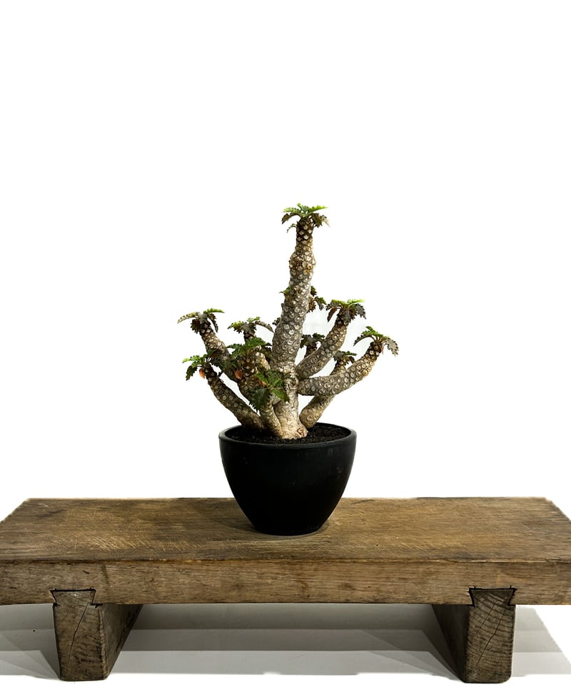 ドルステニア ホルウッディ 多頭タイプ 実生「Dorstenia