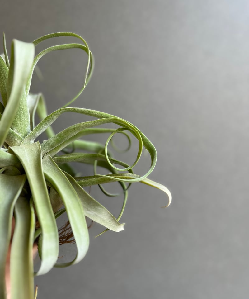 ティランジア ストレプトフィラ メキシコ 「Tillandsia