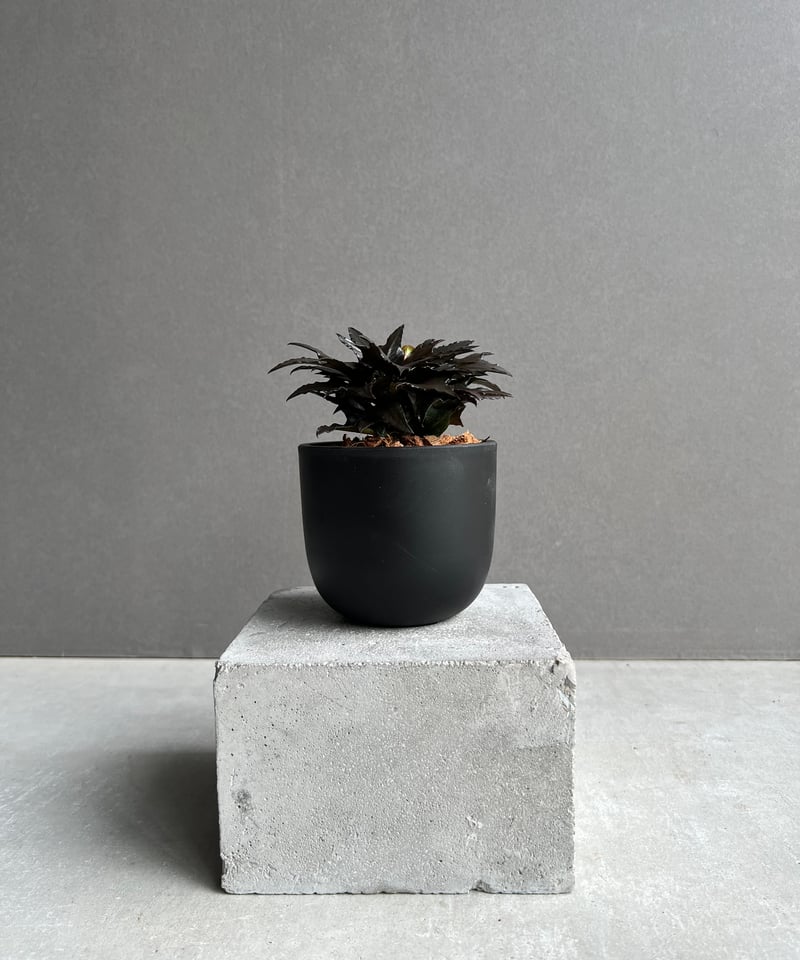 ユーフォルビア フランコイシー “エスプレッソ”「 Euphorbia