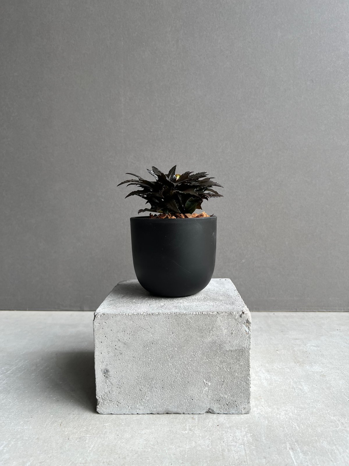 ユーフォルビア フランコイシー “エスプレッソ”「 Euphorbia