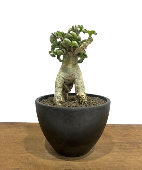 極美/獅子葉/アデニウム/極太】ドーセットホーン アデニウム