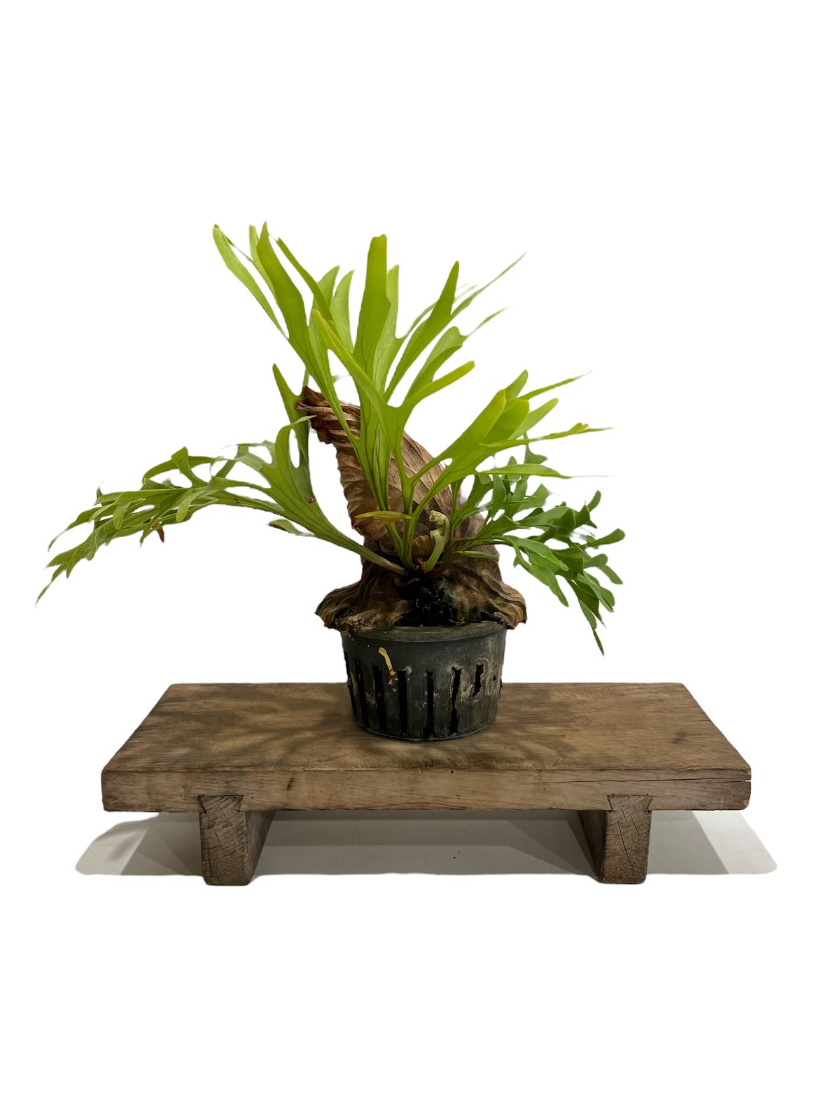 「現品」Mt.Kitshakoodキッチャクード　葉幅60cm　国内管理株① ビカクシダ キッチャクード 細葉 「Platycerium Mt. Kitshakood Th