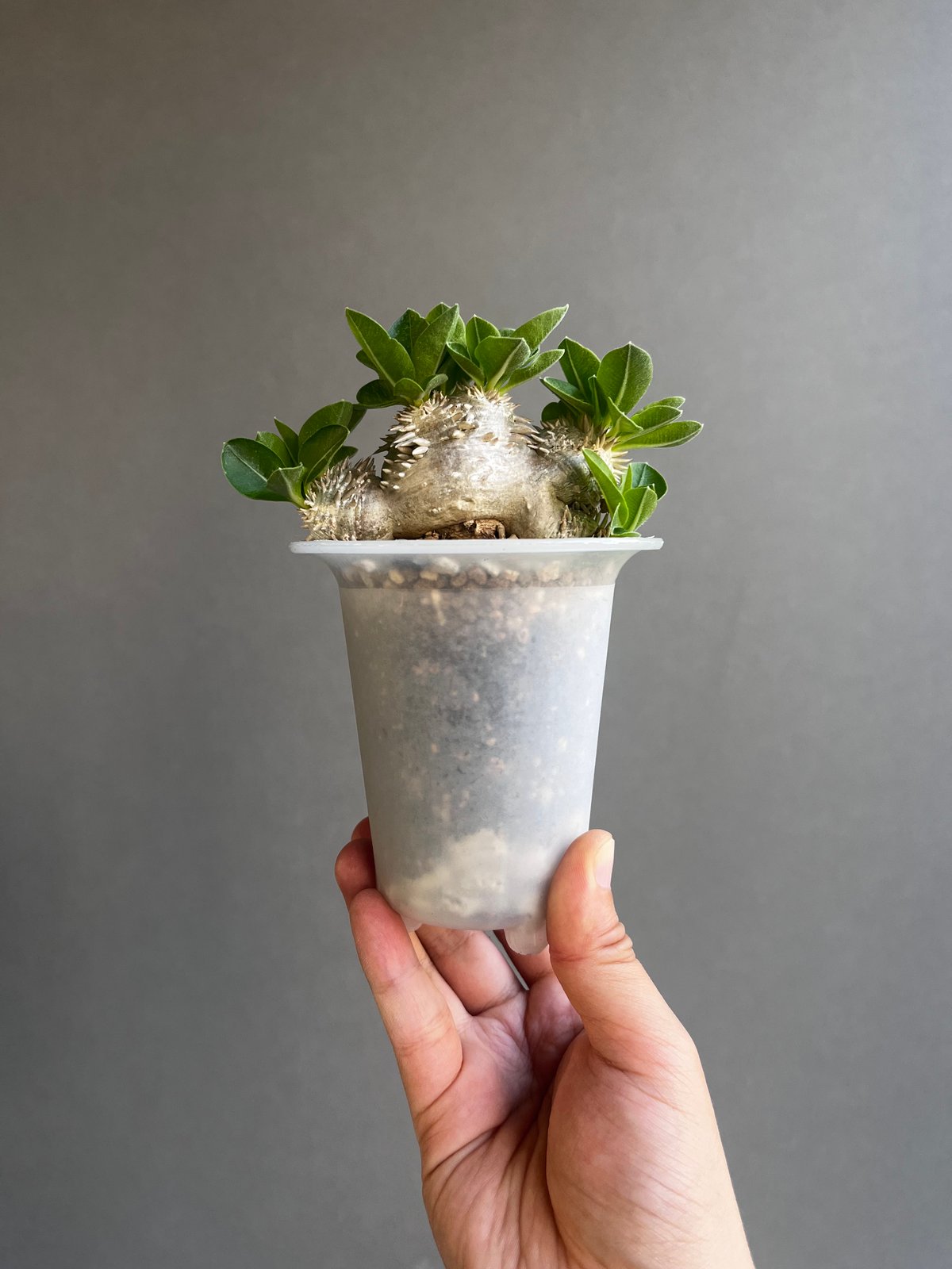 パキポディウム “恵比寿笑い”+ omoto frost pot 「Pachypodium