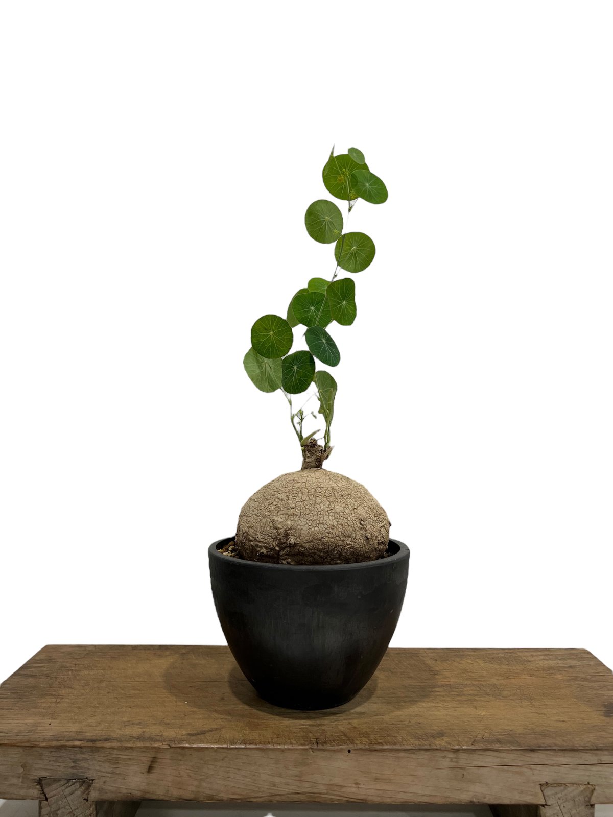 【特大】ステファニア エレクタ ステファニア エレクタ - 観葉植物・生花・ドライフラワー通販