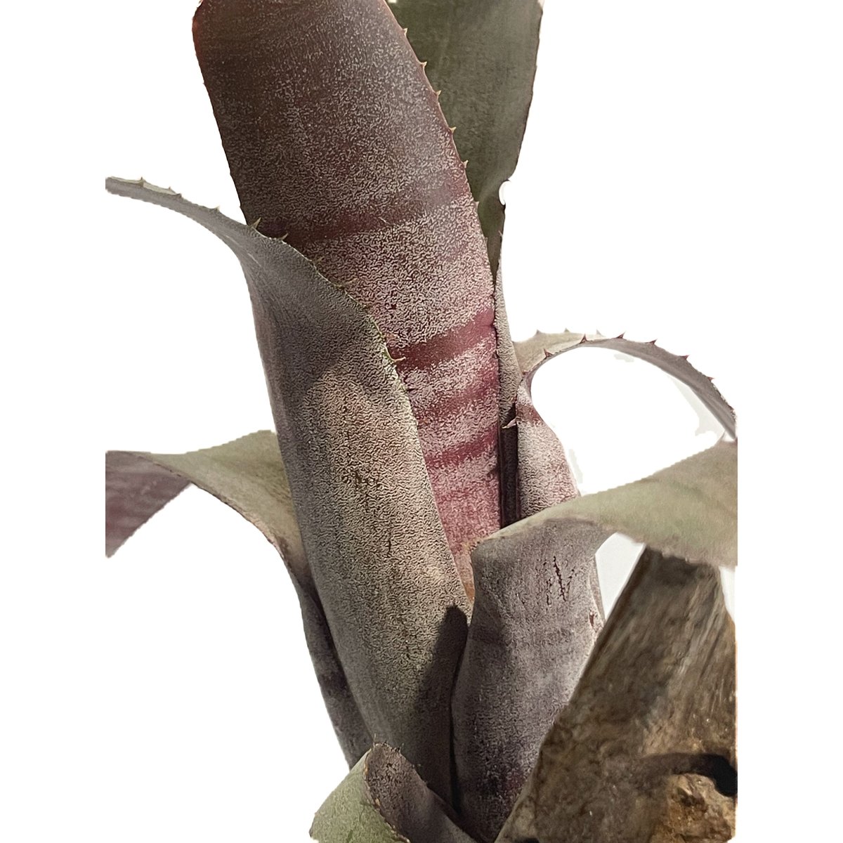 エクメア オレンジ シャーベット 「Aechmea Orange Sherbet」3/7-73