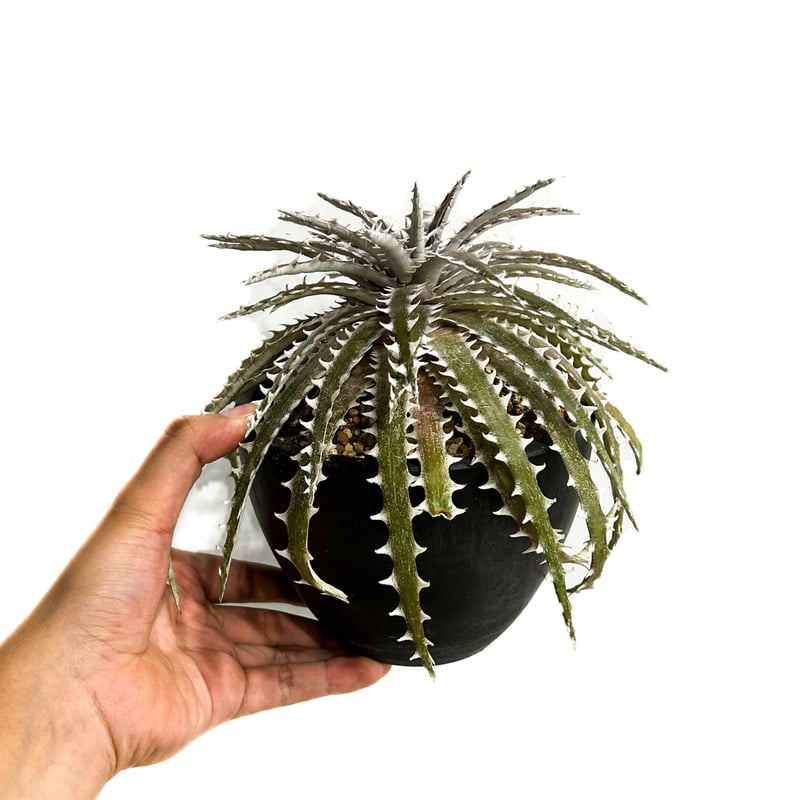 ディッキア ゴク 「Dyckia Goku」49B-3 | SHOUCHIKUEN