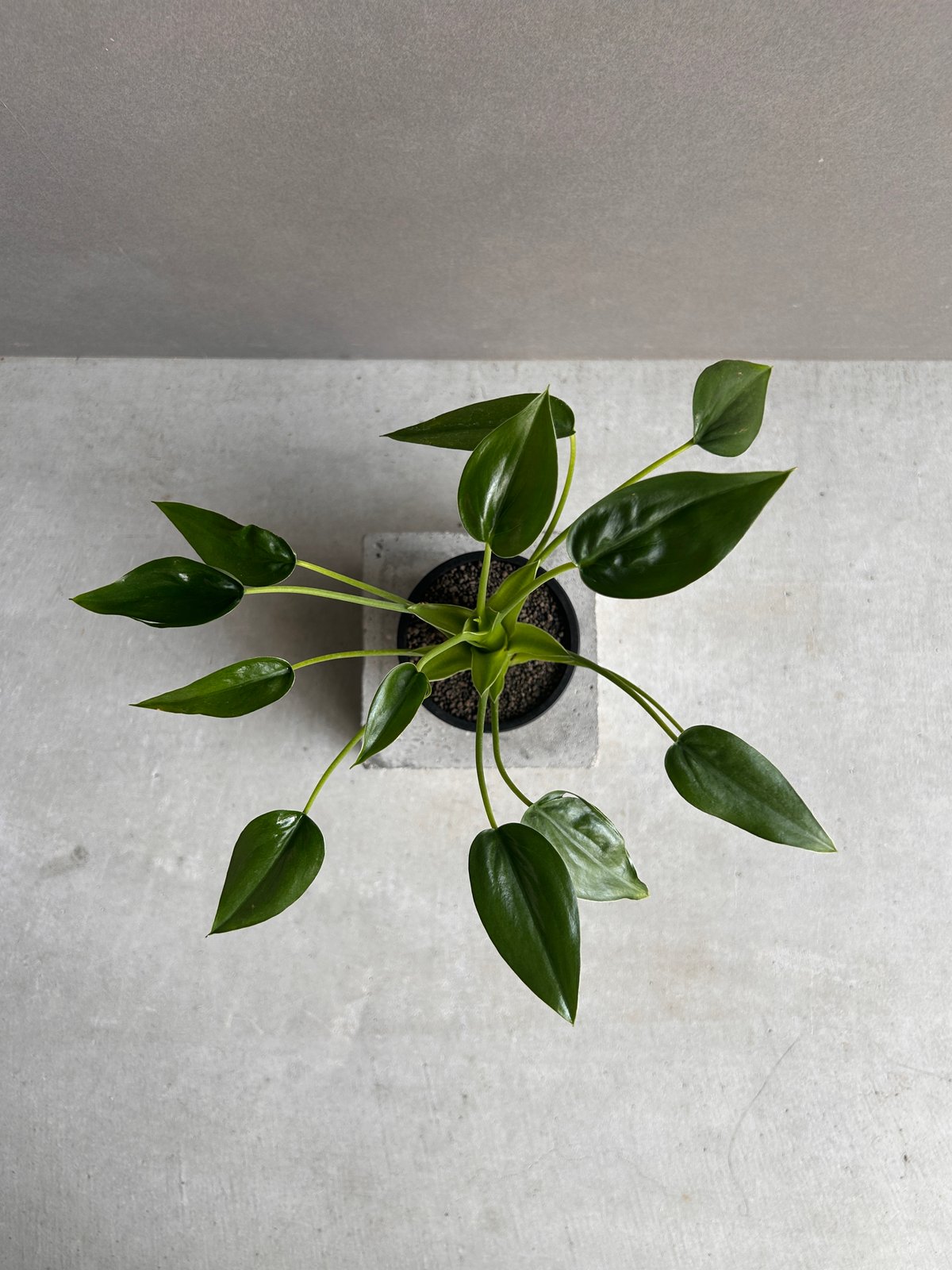 アロカシア タイニー ダンサー「Alocasia Tiny Dancer」 19K | SHO