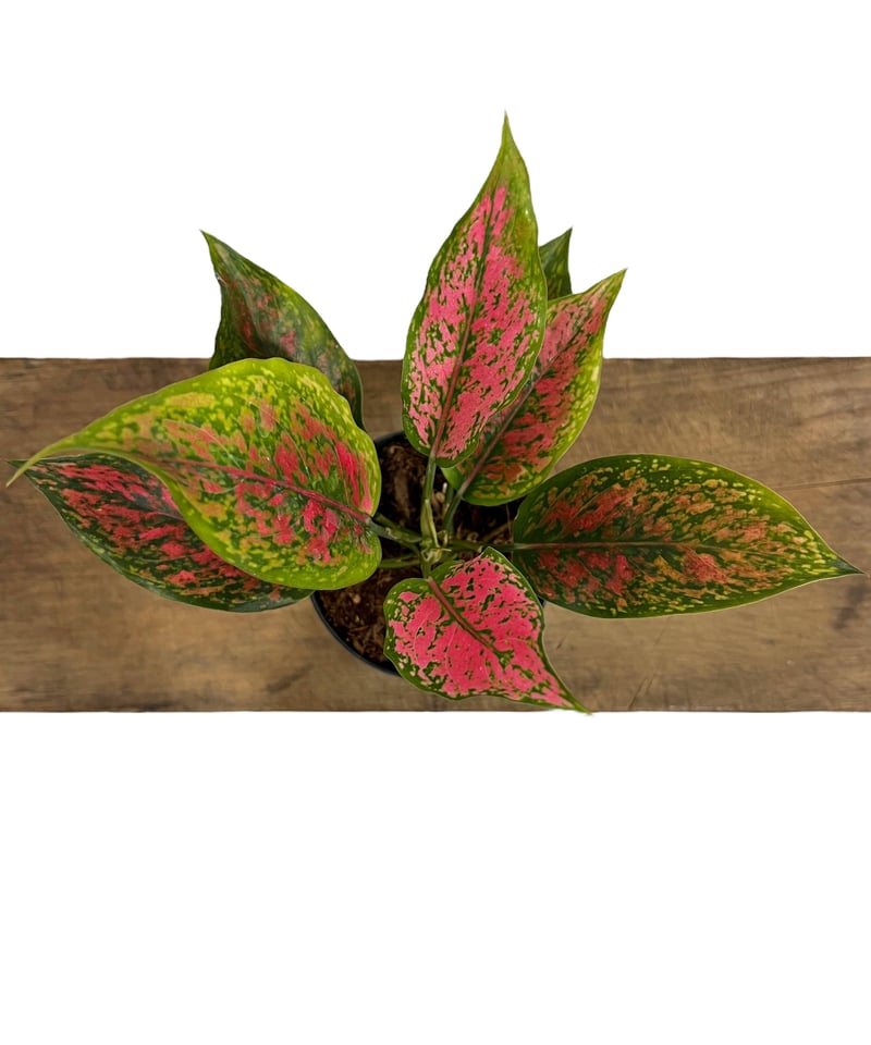 アグラオネマ カンクン 'ブラック' 「Aglaonema Kankun 'Black'」10