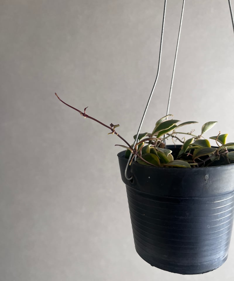 ホヤバコエンシス 斑入 「Hoya bakoensis Variegated」94U | SH