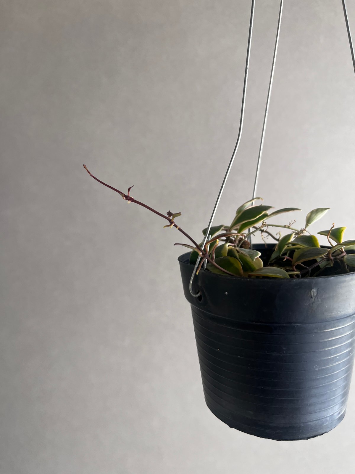 ホヤバコエンシス 斑入 「Hoya bakoensis Variegated」94U | SH