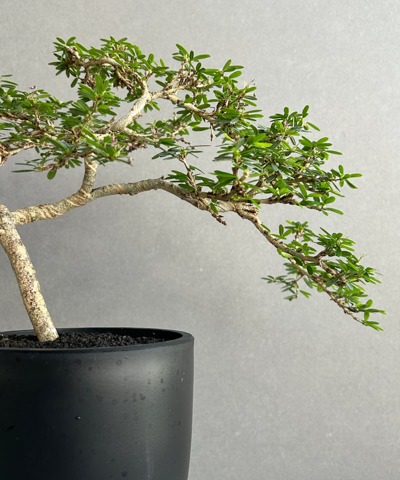 うち” 盆栽 「“UCHI” BONSAI」 9J | SHOUCHIKUEN