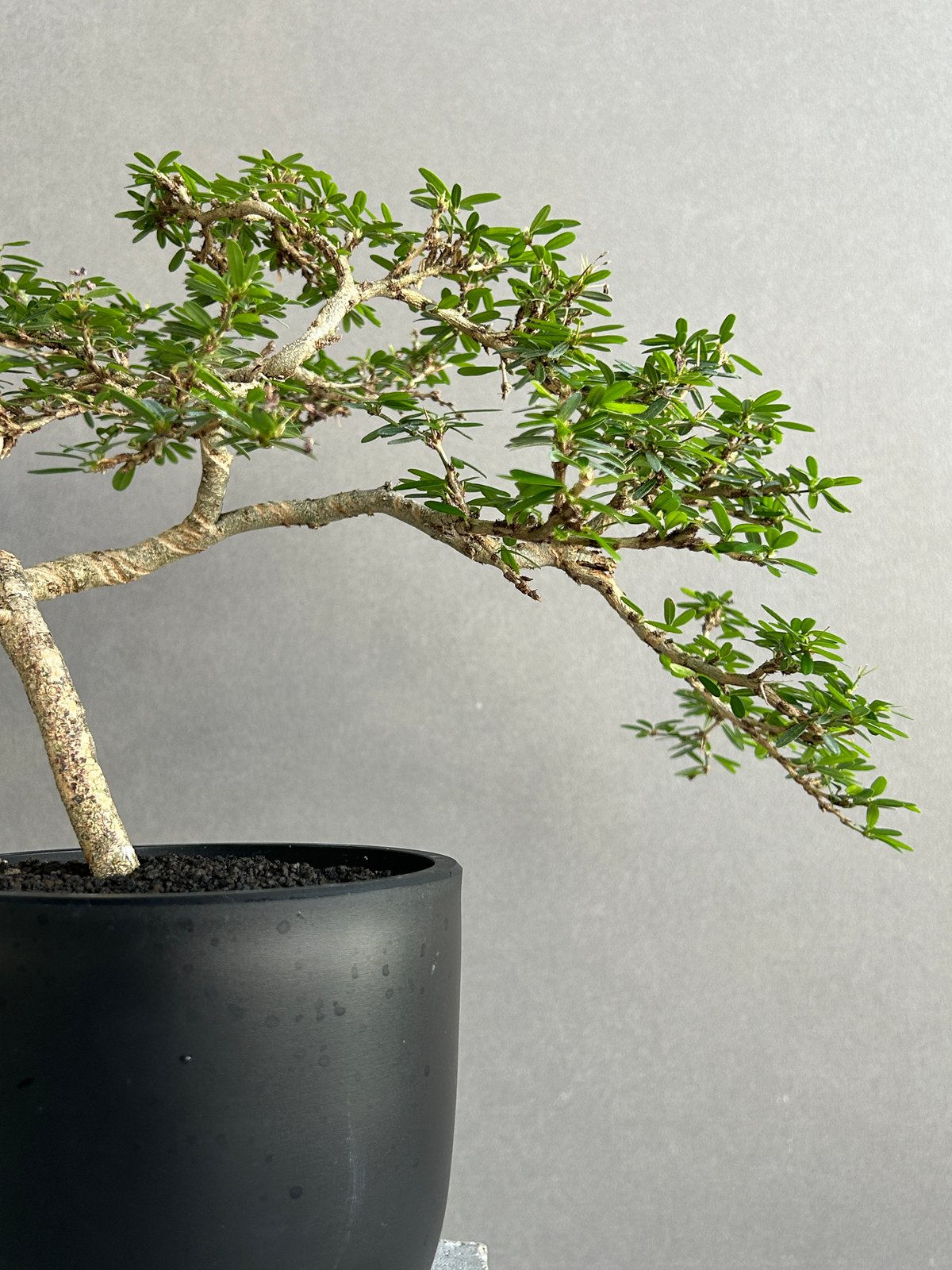 うち” 盆栽 「“UCHI” BONSAI」 9J | SHOUCHIKUEN