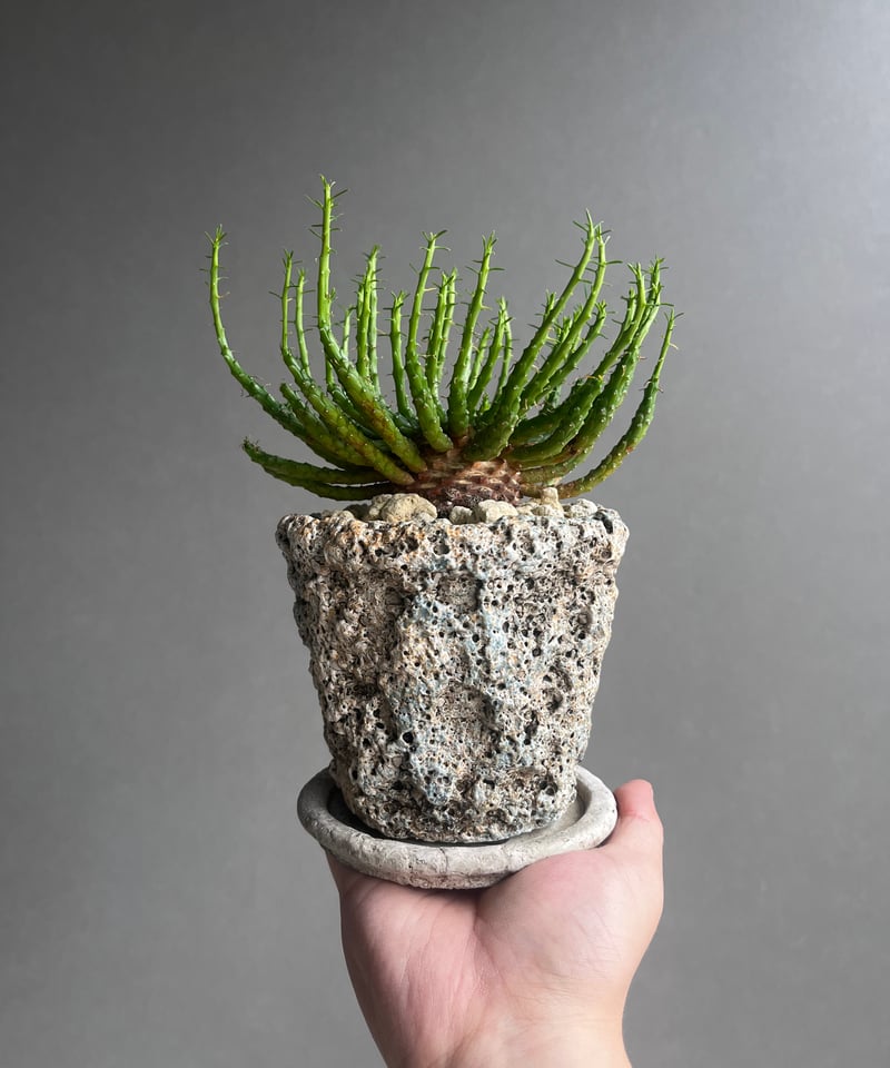 新種【海外実生】ユーフォルビア・エムウィラ/Euphorbia Mwila③ 新種