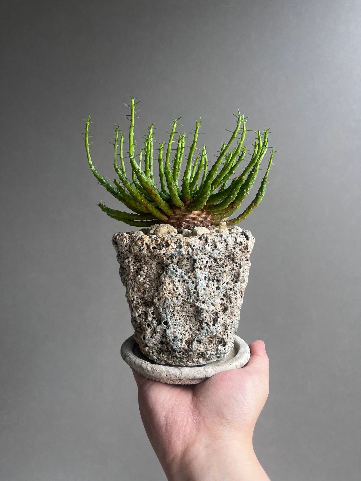 ユーフォルビア フラナガニー 「Euphorbia flanaganii」76E | SHOU