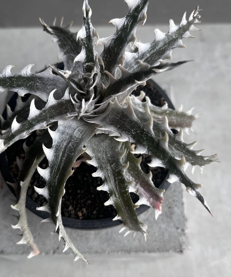 Dyckia Saratoga ディッキア Saratoga - Amazonico アマゾニコ