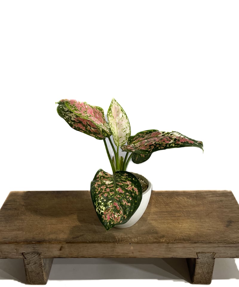 アグラオネマ アンヤマニー トリカラー「Aglaonema Unyamanee Tricolo