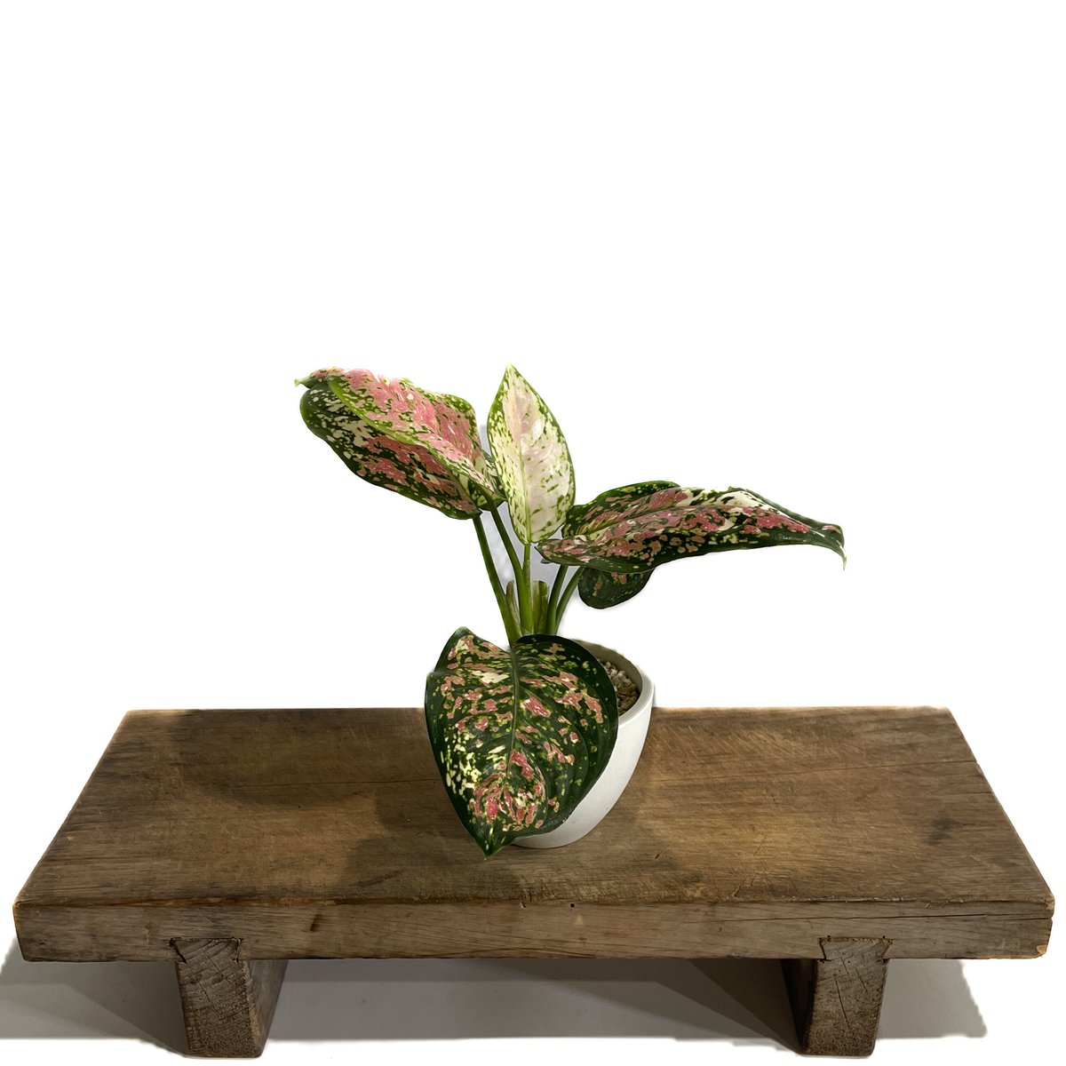 アグラオネマ アンヤマニー トリカラー「Aglaonema Unyamanee Tricolo