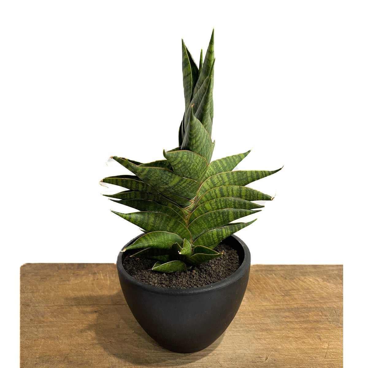 サンスベリア・ディアブロ Sansevieria Diablo サンセベリア(サンスベリア) Sansevieria Helios dwarf 3号角鉢