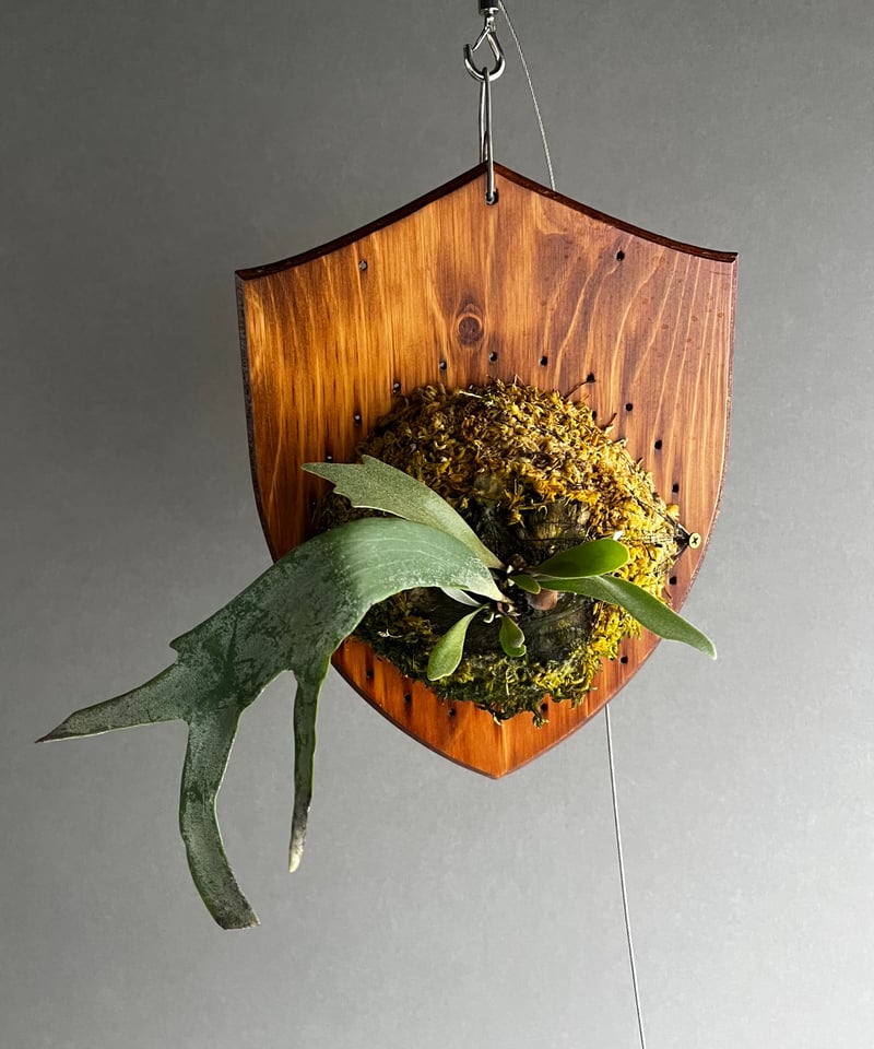 ビカクシダ ウィリンキー cv. ユーシャン(子株) 「Platycerium