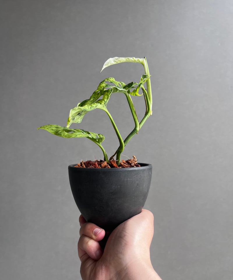 モンステラ ラニアタ ミント 斑入 「Monstera laniata mint varieg