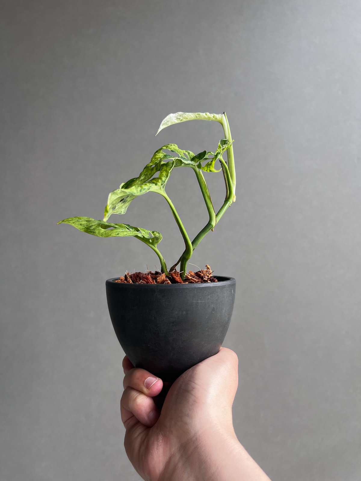 ラミレジィさん モンステラ50 斑入　マクロコズム　ミント　カット茎 モンステラ ラニアタ ミント 斑入 「Monstera laniata mint