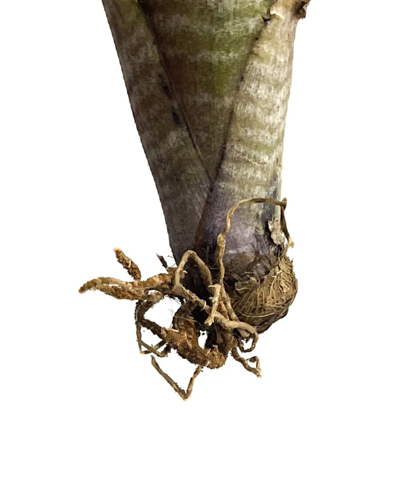 Billbergia 'Pipeline' (開花株)〔ビルベルギア〕B0267 Billbergia 'Pipeline' (開花株)〔ビルベルギア〕B0267 - メルカリ